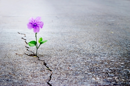 Muốn thành tựu thánh hạnh, phải bình an ngay trong nghịch cảnh